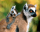 Lemura