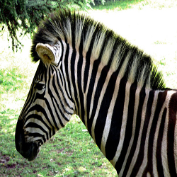 ZebraStar