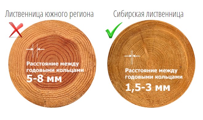 Разновидности и характеристики южной и сибирской лиственницы 