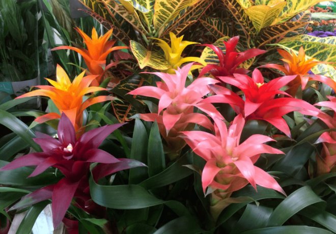 Цветок Гузмания