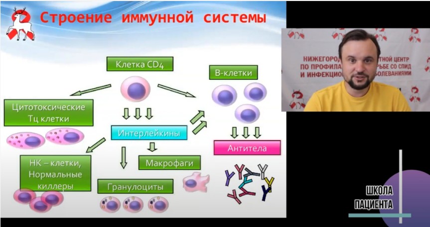 Строение иммунной системы