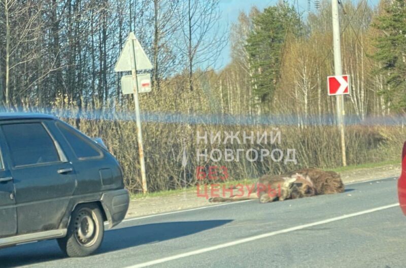 ДТП с лосем в Нижегородской области