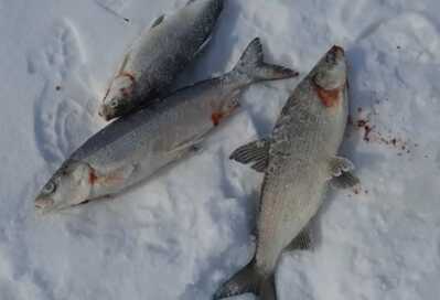 Скриншот 20260208 013903